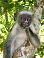 Red Colobus Monkey (Category:  Travel)