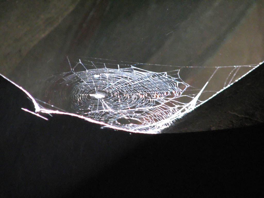 A spotlight spider's web in Amboni. (Category:  Travel)