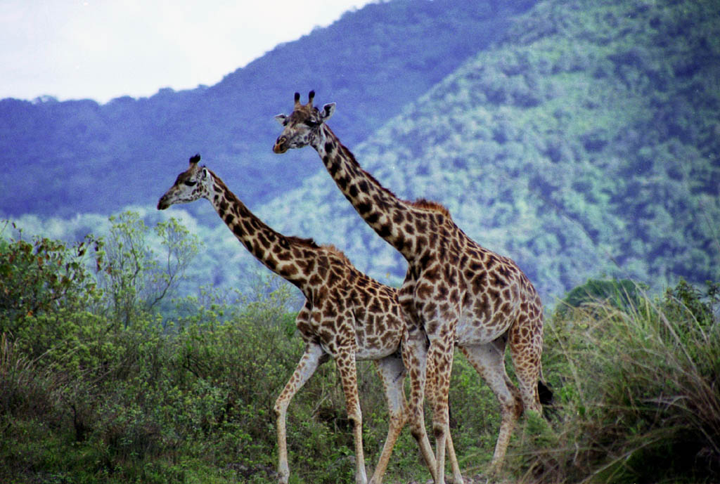 Giraffe (Category:  Travel)