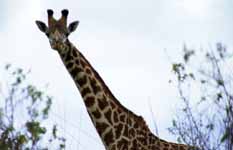 Giraffe (Category:  Travel)