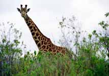 Giraffe (Category:  Travel)