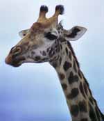 Giraffe (Category:  Travel)