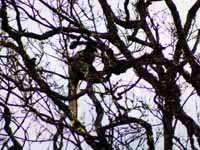 Black and White Colobus Monkey. (Category:  Travel)