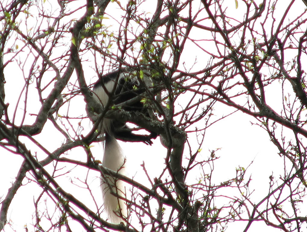 Black and White Colobus Monkey (Category:  Travel)