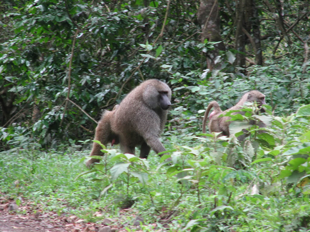 Baboon (Category:  Travel)