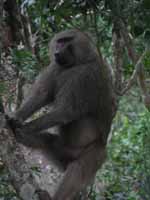 Baboon (Category:  Travel)