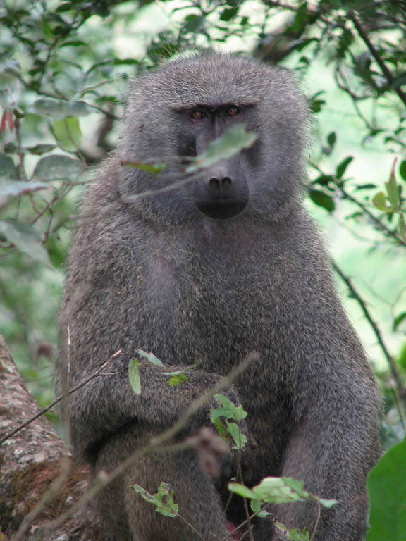 Baboon (Category:  Travel)