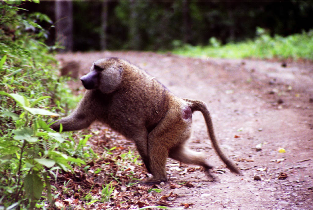 Baboon (Category:  Travel)