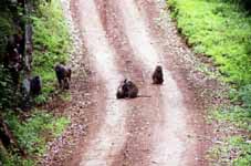 Baboon (Category:  Travel)