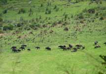 Cape Buffalo (Category:  Travel)