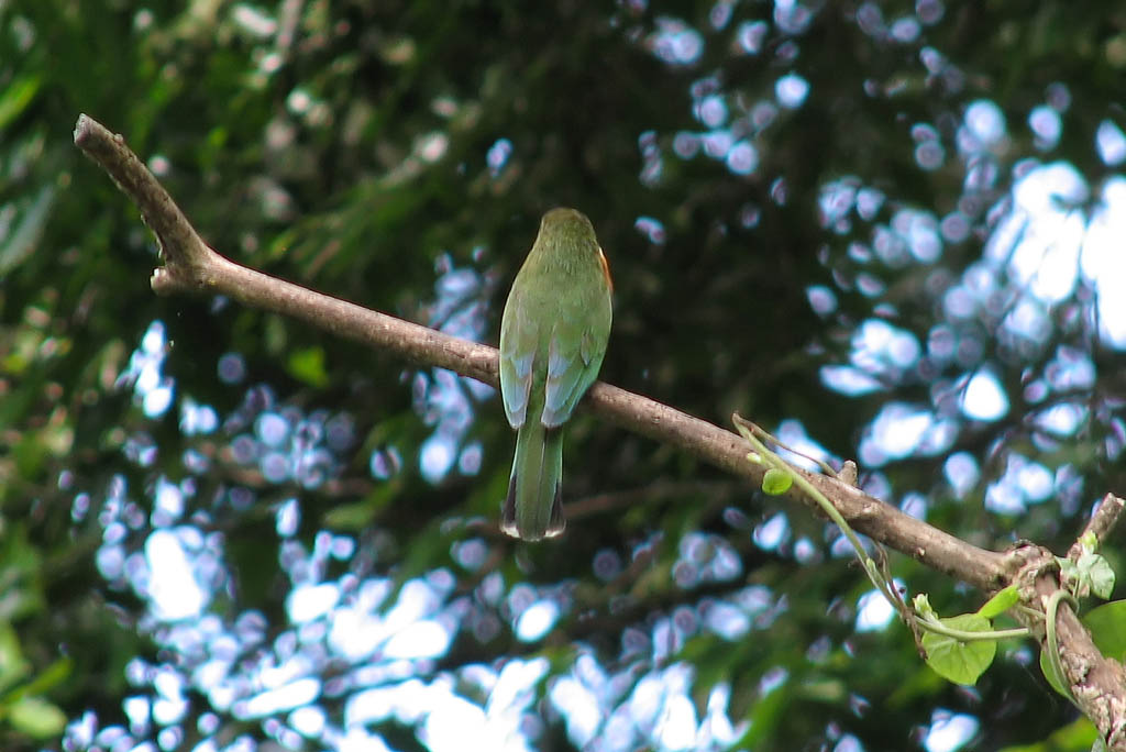 Bee Eater (Category:  Travel)