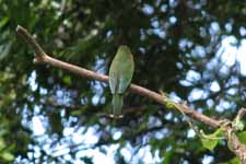 Bee Eater (Category:  Travel)