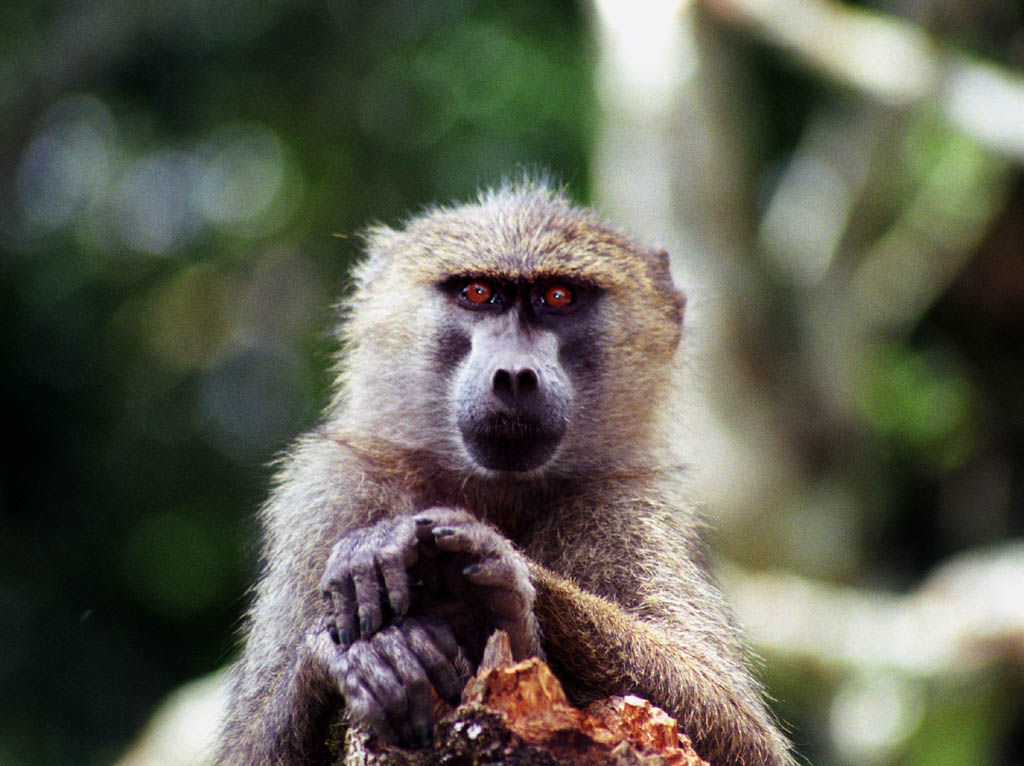 Baboon (Category:  Travel)