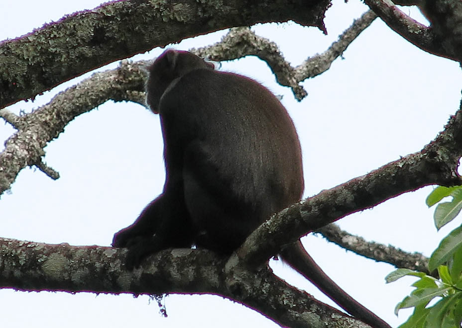 I believe this is a Vervet Monkey. (Category:  Travel)