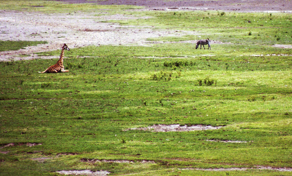 Giraffe and Zebra (Category:  Travel)