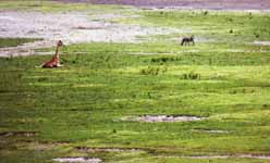 Giraffe and Zebra (Category:  Travel)