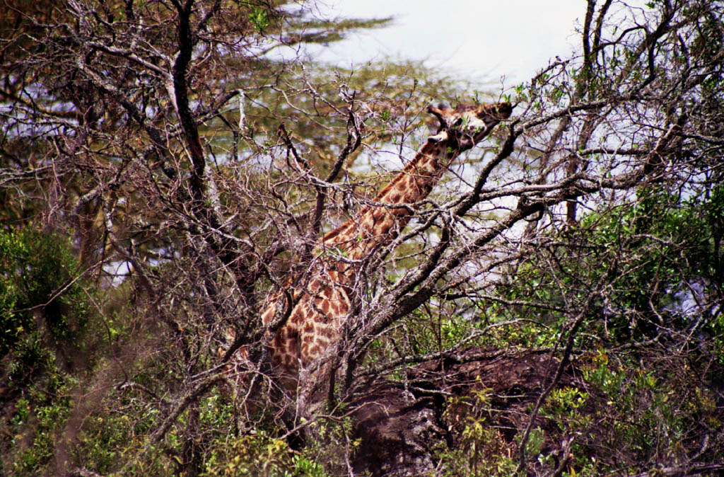 Giraffe (Category:  Travel)