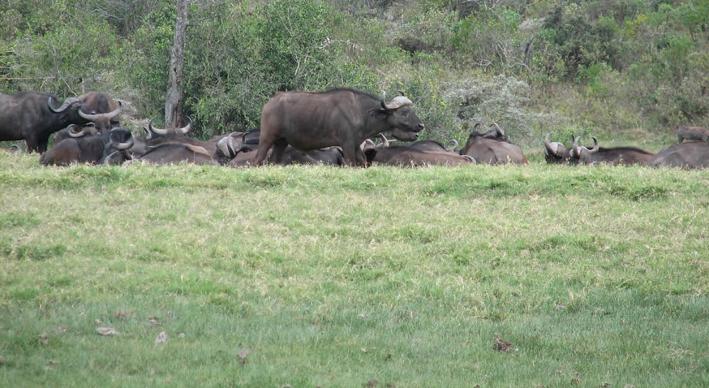 Cape Buffalo (Category:  Travel)