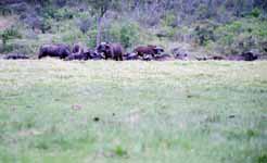 Cape Buffalo (Category:  Travel)