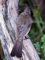 Don't know the species of this bird. (Category:  Travel)