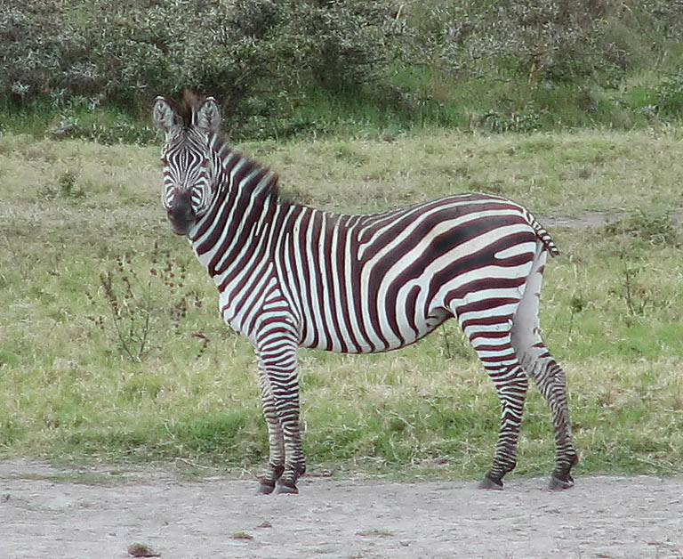 Zebra (Category:  Travel)