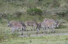 Zebra (Category:  Travel)