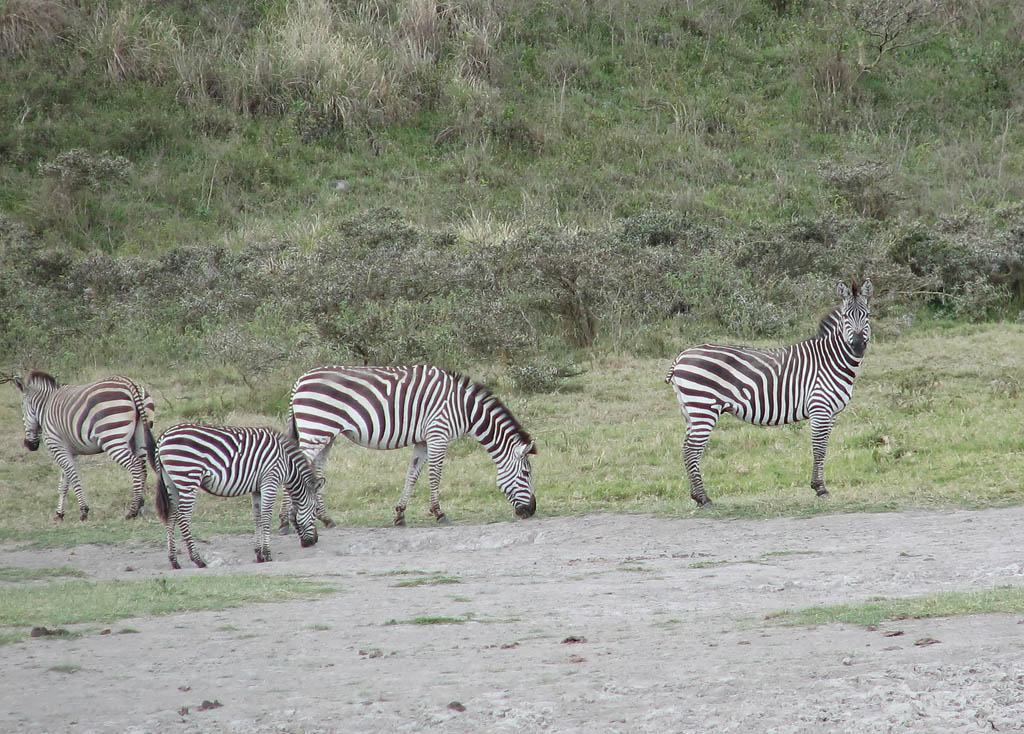 Zebra (Category:  Travel)