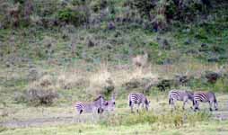 Zebra (Category:  Travel)