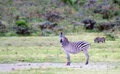 Zebra (Category:  Travel)