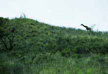 Giraffe walking along a ridge. (Category:  Travel)