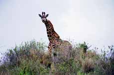 Giraffe (Category:  Travel)