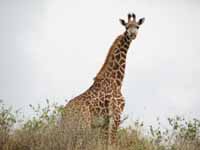 Giraffe (Category:  Travel)