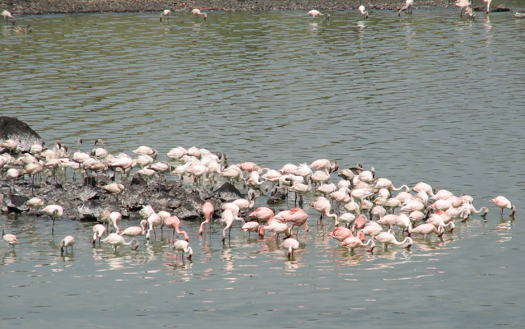 Flamingos (Category:  Travel)