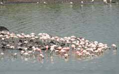 Flamingos (Category:  Travel)