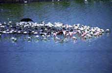 Flamingos (Category:  Travel)