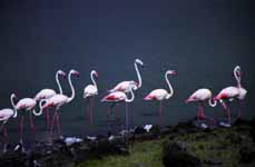 Flamingos (Category:  Travel)