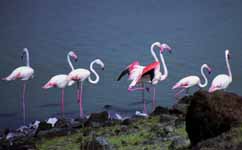 Flamingos (Category:  Travel)