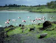 Flamingos (Category:  Travel)