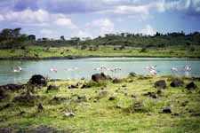 Flamingos (Category:  Travel)