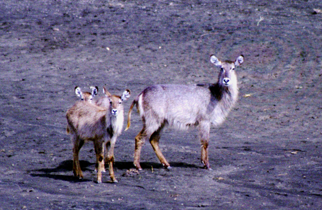 Waterbuck (Category:  Travel)