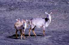 Waterbuck (Category:  Travel)