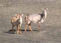 Waterbuck (Category:  Travel)