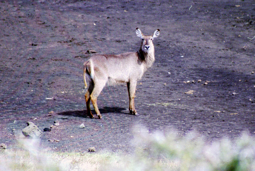 Waterbuck (Category:  Travel)