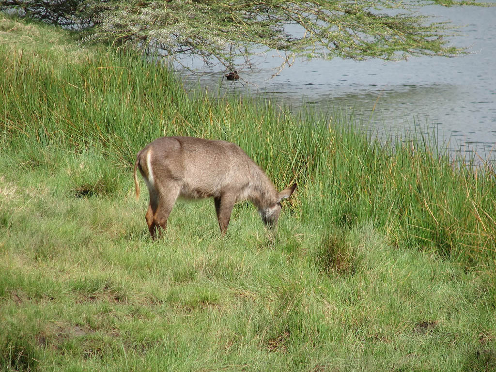 Waterbuck (Category:  Travel)