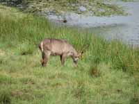 Waterbuck (Category:  Travel)