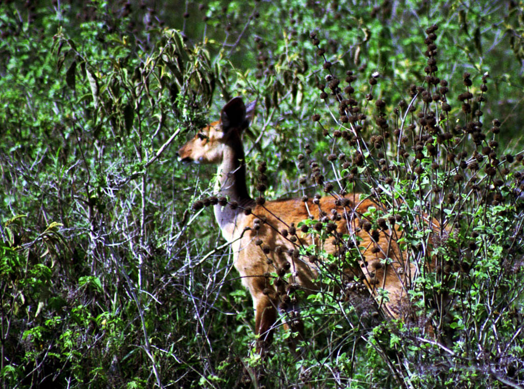 Bushbuck (Category:  Travel)