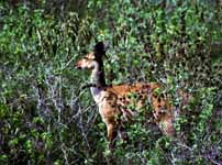 Bushbuck (Category:  Travel)