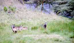 Waterbuck (Category:  Travel)