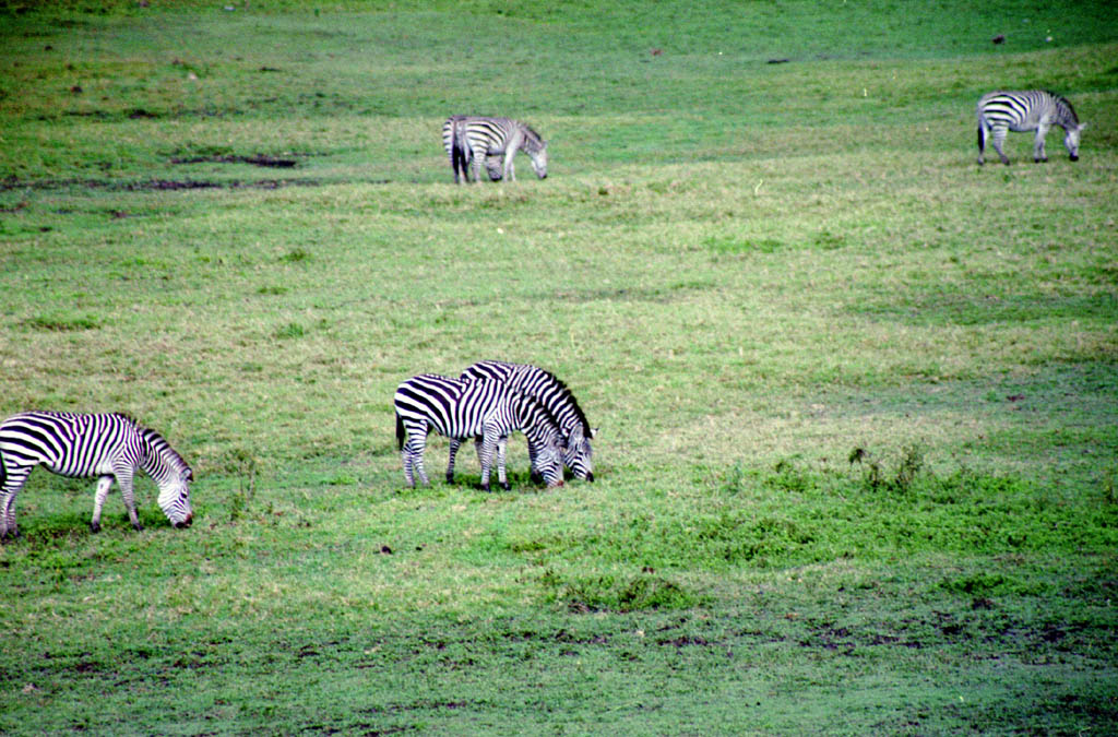 Zebra (Category:  Travel)