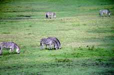 Zebra (Category:  Travel)